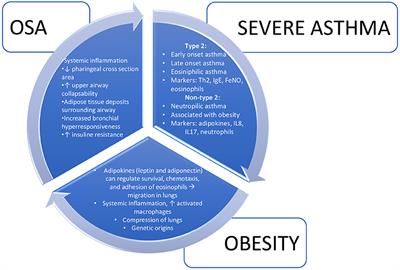 Interrelationship Between Obstructive Sleep Apnea Syndrome and Severe Asthma: From Endo-Phenotype to Clinical Aspects